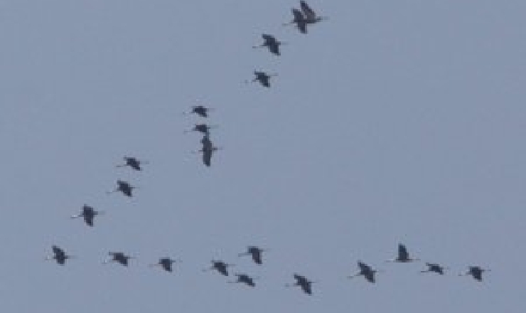 Crane migration can be seen image