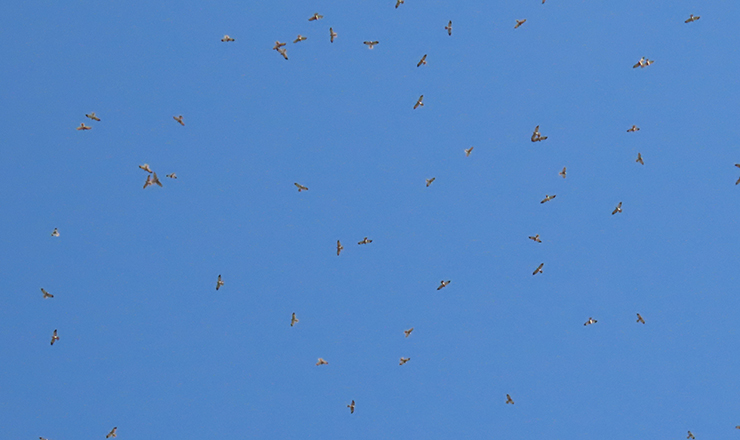 The migration of Chinese sparrowhawks can be seen in image