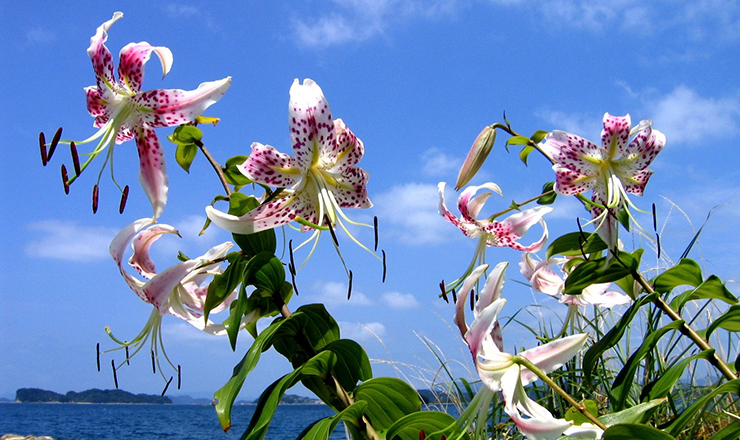 カノコユリの開花時期 image