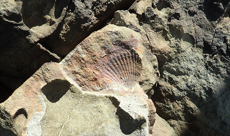 岛上可以观察到的地层 image