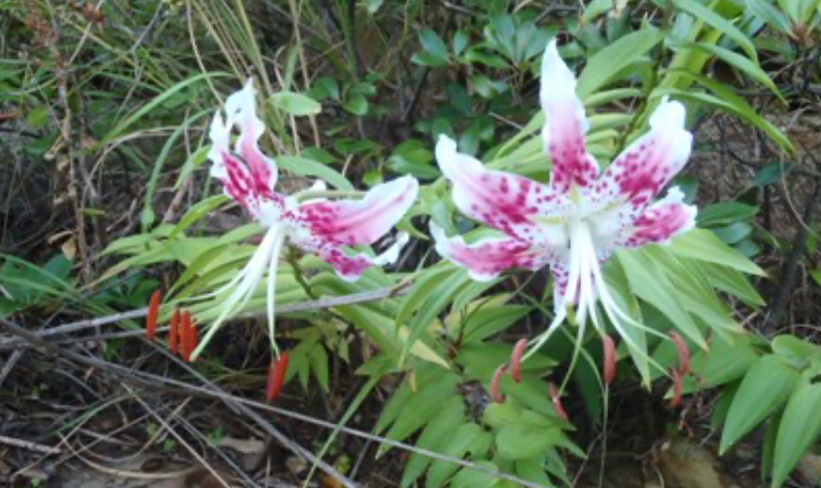 Lilium speciosum became a city flower  image