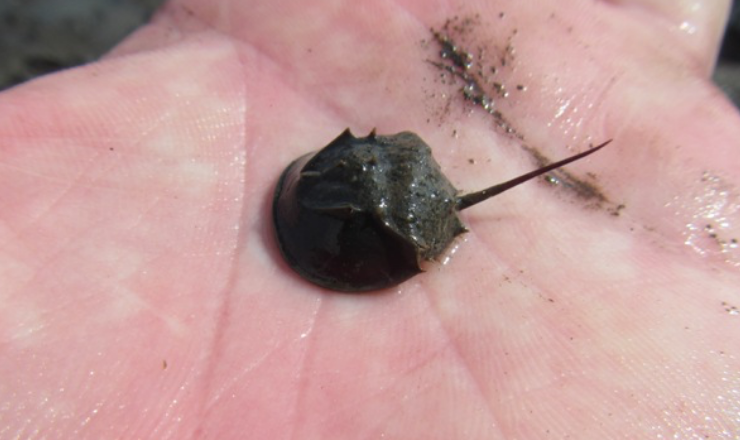 required for horseshoe crab habitat image