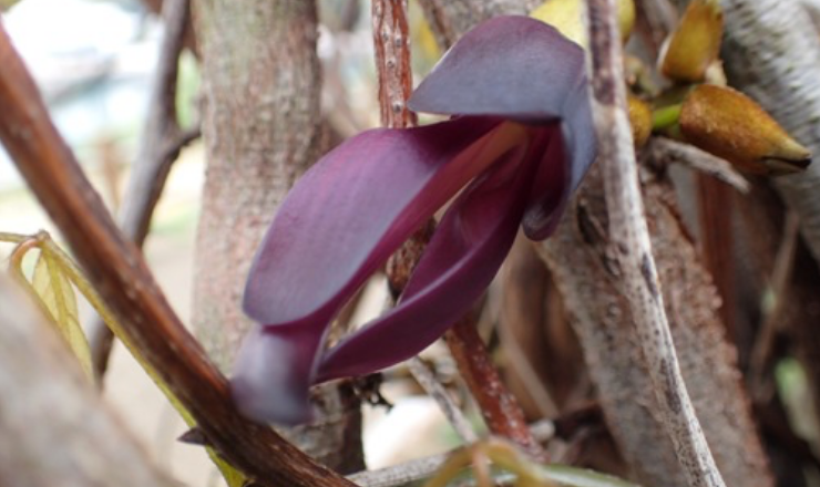 Tobikazura(Mucuna sempervirens) was discovered in the  image