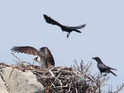 カラスから卵を守る親鳥