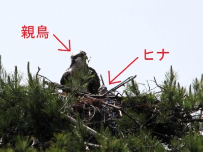 巣の親子の様子 （矢印入り）