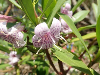 花の模様などに個体差がある 1000