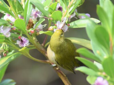 花の蜜を吸うメジロ