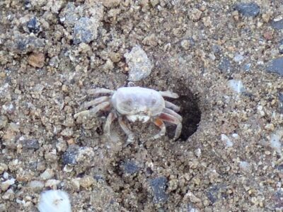 ハクセンシオマネキ♀ トリミング